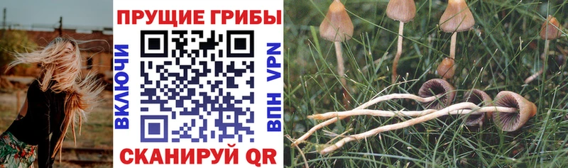 Купить  Димитровград  Псилоцибиновые грибы Psilocybine cubensis 